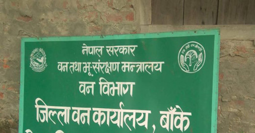 बाघको छालासहित पक्राउ परेका तीन जना वन कार्यालयमा